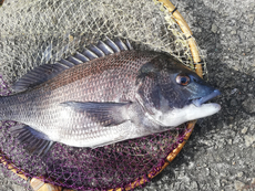 5日のリザルト【久々の釣り。5月初戦はエビ撒き釣りから】