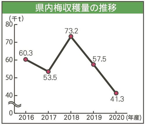 2024年は和歌山の梅が不作。今年は漬けるのどうしようか