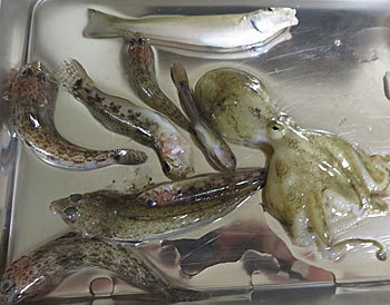 また磯子海釣り施設