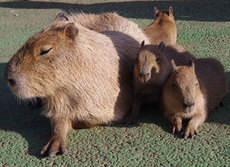 シャボテン動物公園・・・そして伊東港。