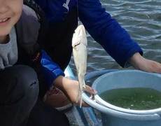 金魚釣り2回目。 2018/03/29 00:50:40