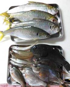 冬が終わり、やっと釣れだしたか！？ 2019/04/30 20:00:00