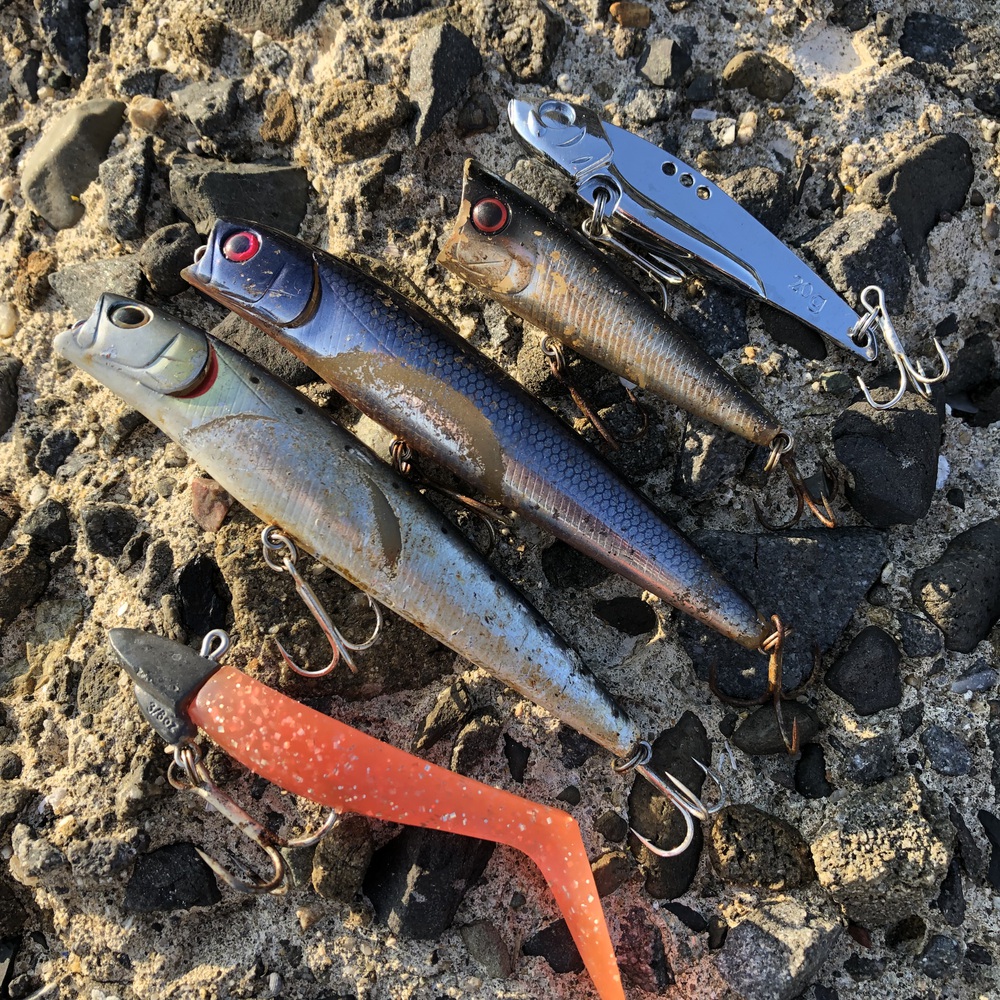 朝マズメ釣行