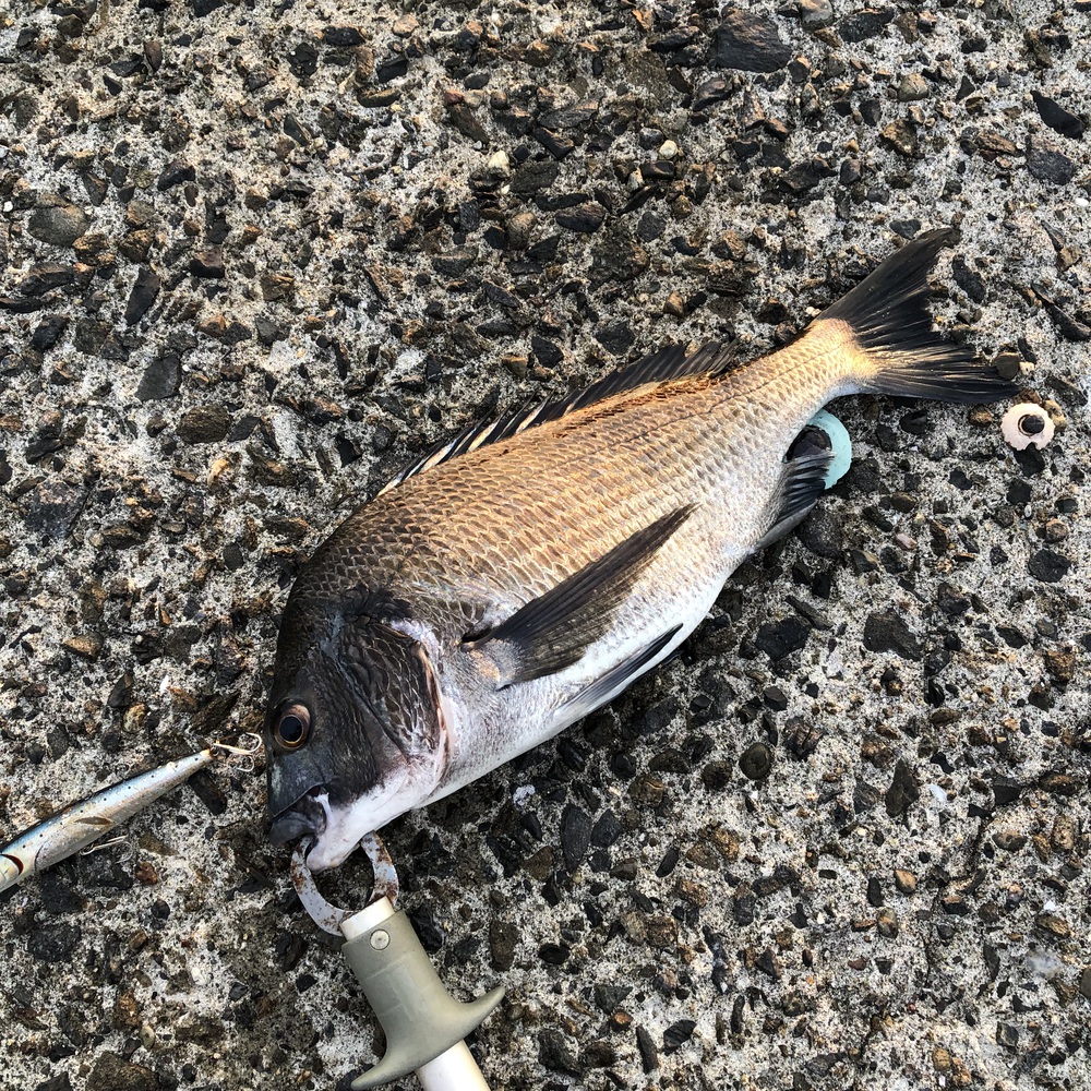朝マズメ釣行