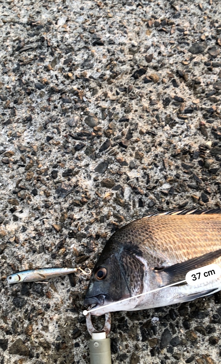 朝マズメ釣行