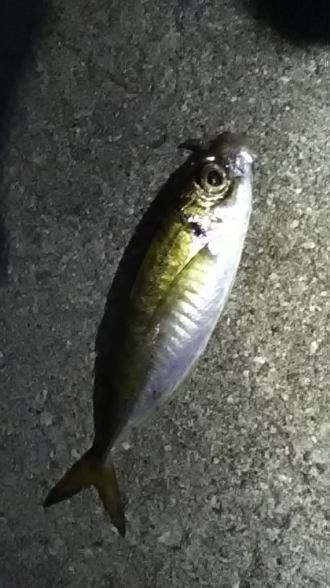 アジ20181021