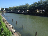 地元:新川でハゼ釣りも激渋(¯―¯٥)