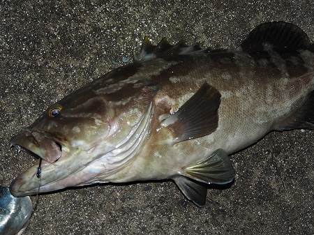 瀬戸内投げ釣り日記 クエが釣れた