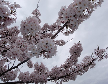 花見デカギス狙い