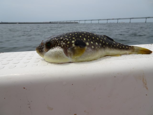 お魚おもしろ話 フグの旬は 彼岸から彼岸まで