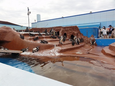 ハモは梅雨の水を飲んでうまくなる