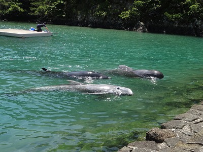 クジラは体温調節をどこでする？