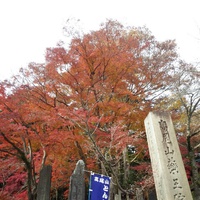 02：紅葉と高尾山と男の涙