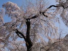 平野神社　満開の桜