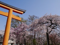 平野神社　満開の桜