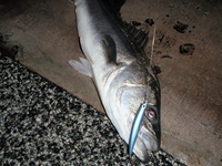 Memorial－Fish。 2009/01/18 00:44:52