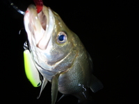 ＴＳＤ後記。 2009/06/16 20:14:52