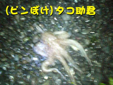 深夜サーフエギングぅ〜謎の生物