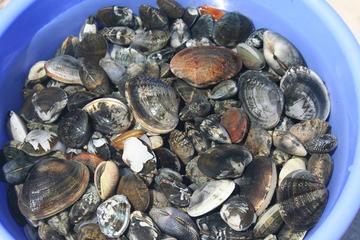 三河湾で潮干狩り