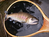養沢毛鉤専用釣場20060926 2006/09/29 02:19:00