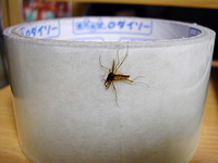 ジュラシックパークみたい！ 2005/11/14 01:06:22