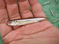 諏訪湖でワカサギ2007 2007/12/17 02:34:50