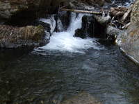 ついに出ました尺岩魚 2011/03/03 17:18:18