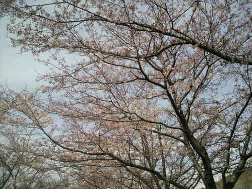 桜～