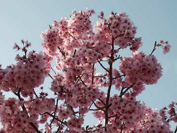 お花見？！はしご？！