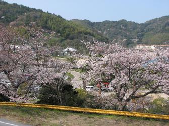 花見 in KATAZOE
