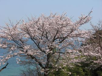 花見 in KATAZOE