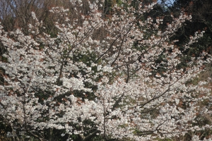 片添で花見