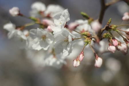 片添で花見