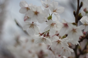 花見in片添