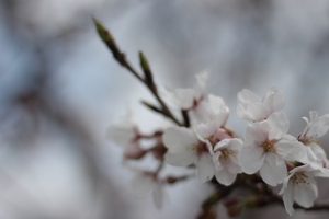 花見in片添