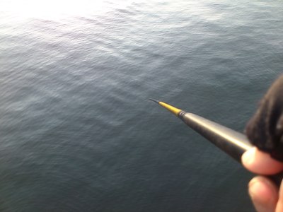 大阪湾の魚は元気にしているのか？