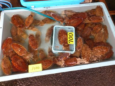 日曜の朝は日曜学校ではなく…