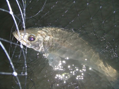 先週の釣果