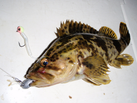 レンタルボートで、根魚