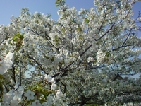 平日修行の筈が・・・お花見＆テナガ釣りにドロン！