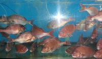 コロダイ狙い鹿児島釣行