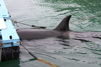 車で遠くへ・・・ぐるり紀伊半島１周の旅