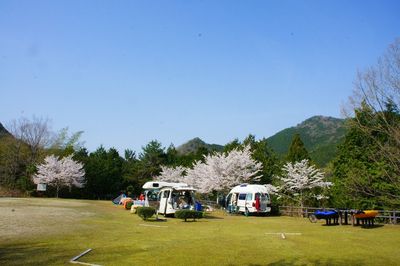 ユートピア宇和で桜満開キャンプ