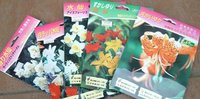 冬春花壇考 2007/11/11 17:12:11
