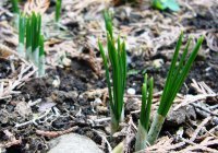 球根の芽 2008/02/12 20:01:00