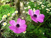 アネモネ 2009/05/12 21:30:00
