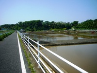 境川遊水池2009.05.10 2009/05/10 16:10:43