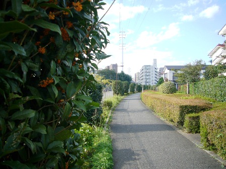 江ノ島に行ってきました