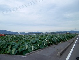 ハス畑