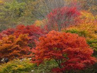 紅葉の季節ですね♪